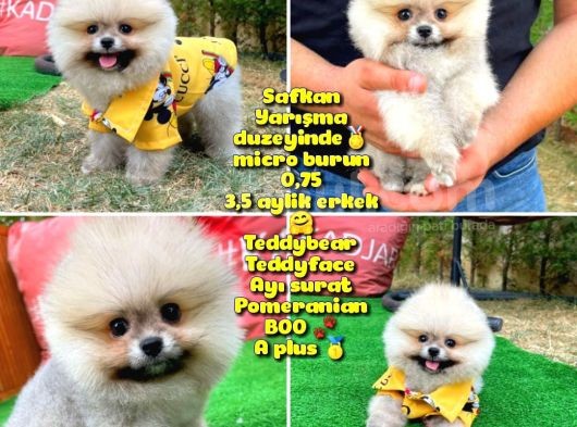 Basık Küt Kare Micro 0,50 Burun 3 Aylik Teddybear Teddyface Ayı Surat Pomeranian Boo A Plus Safkan