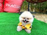 Basık Küt Kare Micro 0,50 Burun 3 Aylik Teddybear Teddyface Ayı Surat Pomeranian Boo A Plus Safkan