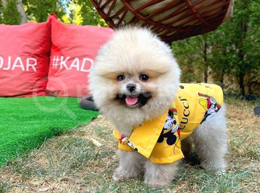 Basık Küt Kare Micro 0,50 Burun 3 Aylik Teddybear Teddyface Ayı Surat Pomeranian Boo A Plus Safkan görsel