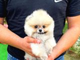 Basık Küt Kare Micro 0,50 Burun 3 Aylik Teddybear Teddyface Ayı Surat Pomeranian Boo A Plus Safkan
