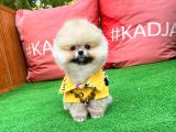 Basık Küt Kare Micro 0,50 Burun 3 Aylik Teddybear Teddyface Ayı Surat Pomeranian Boo A Plus Safkan