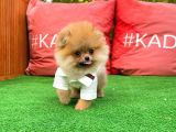 Basık Küt Kare Micro 0,75 Burun 3 Aylik Teddybear Teddyface Ayı Surat Pomeranian Boo A Plus Safkan