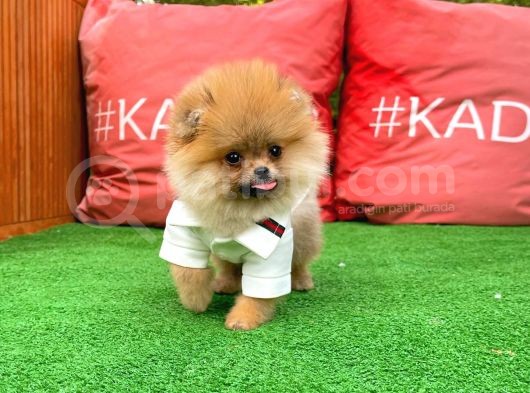 Basık Küt Kare Micro 0,75 Burun 3 Aylik Teddybear Teddyface Ayı Surat Pomeranian Boo A Plus Safkan görsel