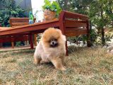 Basık Küt Kare Micro 0,75 Burun 3 Aylik Teddybear Teddyface Ayı Surat Pomeranian Boo A Plus Safkan