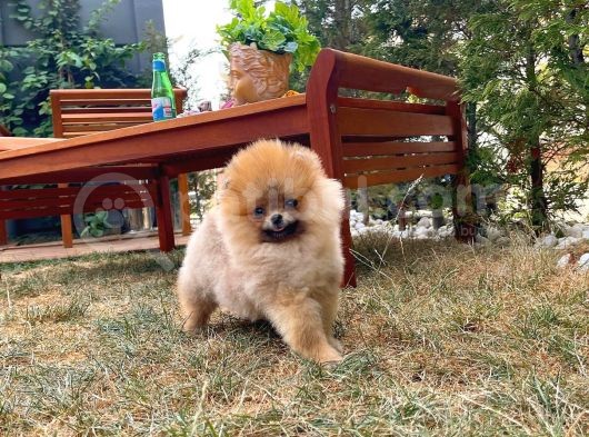 Basık Küt Kare Micro 0,75 Burun 3 Aylik Teddybear Teddyface Ayı Surat Pomeranian Boo A Plus Safkan görsel