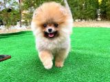 Basık Küt Kare Micro 0,75 Burun 3 Aylik Teddybear Teddyface Ayı Surat Pomeranian Boo A Plus Safkan