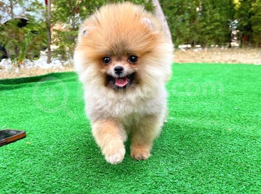 Basık Küt Kare Micro 0,75 Burun 3 Aylik Teddybear Teddyface Ayı Surat Pomeranian Boo A Plus Safkan görsel