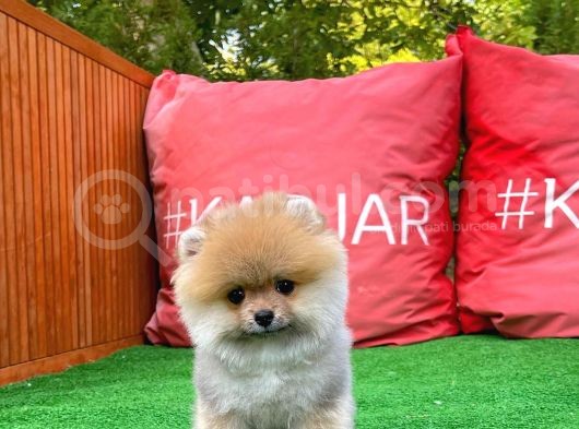Basık Küt Kare Micro 0,70 Burun 3 Aylik Teddybear Teddyface Ayı Surat Pomeranian Boo Safkan görsel