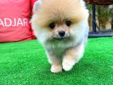 Basık Küt Kare Micro 0,70 Burun 3 Aylik Teddybear Teddyface Ayı Surat Pomeranian Boo Safkan