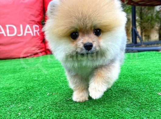 Basık Küt Kare Micro 0,70 Burun 3 Aylik Teddybear Teddyface Ayı Surat Pomeranian Boo Safkan görsel