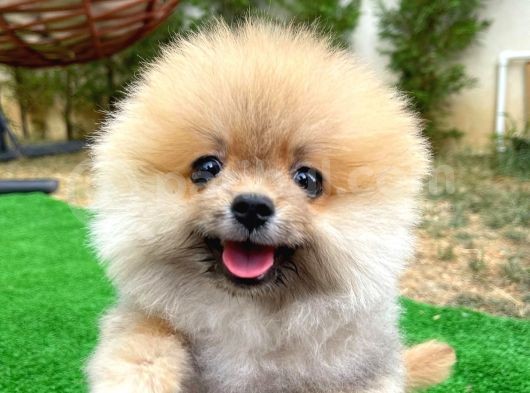 Basık Küt Kare Micro 0,70 Burun 3 Aylik Teddybear Teddyface Ayı Surat Pomeranian Boo Safkan görsel
