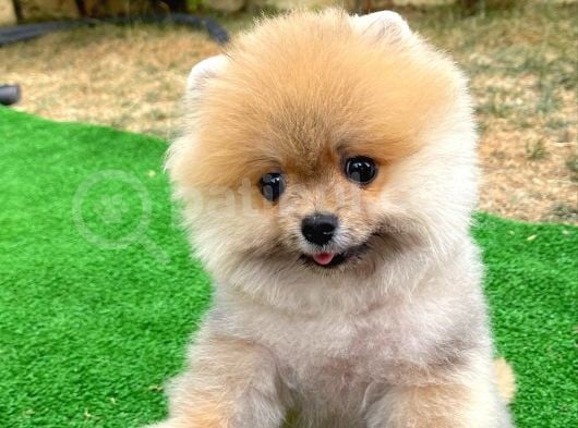 Basık Küt Kare Micro 0,70 Burun 3 Aylik Teddybear Teddyface Ayı Surat Pomeranian Boo Safkan görsel