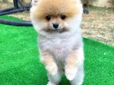 Basık Küt Kare Micro 0,70 Burun 3 Aylik Teddybear Teddyface Ayı Surat Pomeranian Boo Safkan