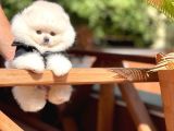 Basık Küt Kare Micro 0,60 Burun 3 Aylik Teddybear Teddyface Ayı Surat Pomeranian Boo A Plus Safkan