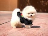 Basık Küt Kare Micro 0,60 Burun 3 Aylik Teddybear Teddyface Ayı Surat Pomeranian Boo A Plus Safkan