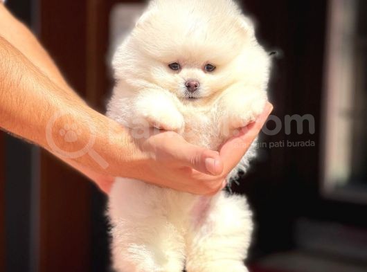 Basık Küt Kare Micro 0,60 Burun 3 Aylik Teddybear Teddyface Ayı Surat Pomeranian Boo A Plus Safkan görsel
