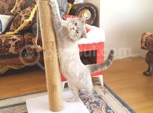 17 Aylık Shortair Erkek görsel