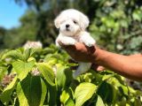 Yavru Maltese Terrier