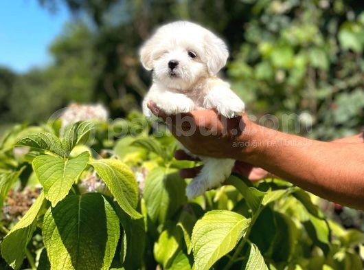 Yavru Maltese Terrier görsel