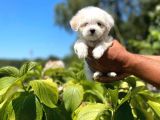Yavru Maltese Terrier