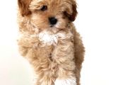 Terrier Degil Safkan Maltipoo Arayanlara