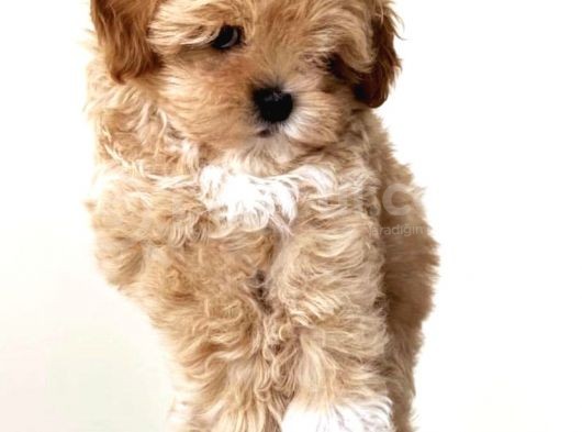 Terrier Degil Safkan Maltipoo Arayanlara
