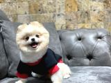 Dişi Pomeranian