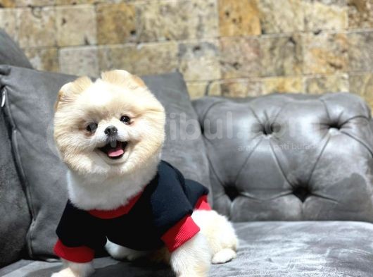 Dişi Pomeranian