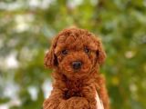 Toy Poodle Yavrular