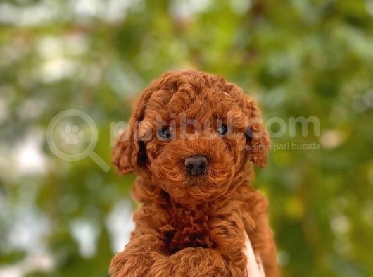 Toy Poodle Yavrular görsel