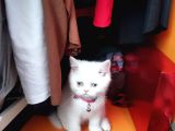 Acil Mavişime Yuva