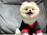 Dişi Pomeranian