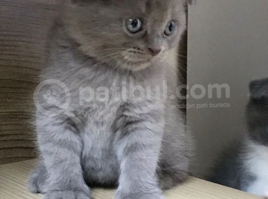 2,5 Aylık Erkek Scotish Fold görsel