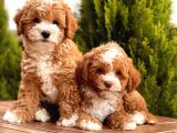 Bi Color Toy Poodle