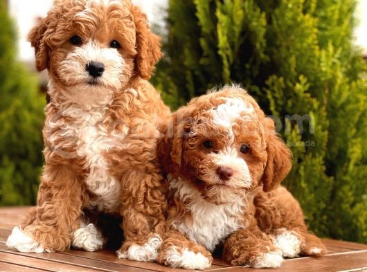 Bi Color Toy Poodle