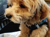 Red Safkan F1 Pasaportlu Aşılı Maltipoo Yavru
