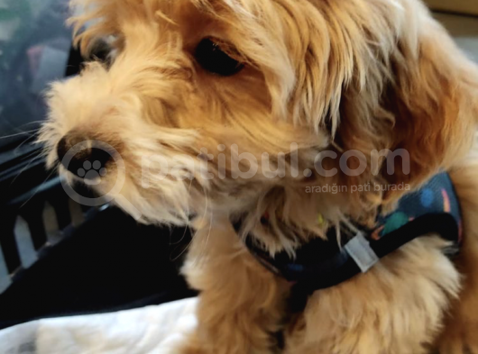 Red Safkan F1 Pasaportlu Aşılı Maltipoo Yavru