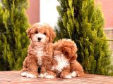 Bi Color Toy Poodle