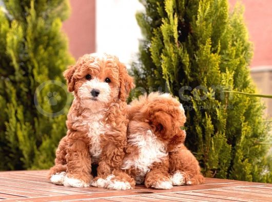 Bi Color Toy Poodle görsel