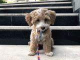 Red Safkan F1 Pasaportlu Aşılı Maltipoo Yavru