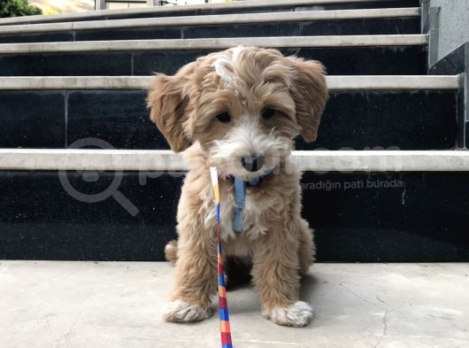 Red Safkan F1 Pasaportlu Aşılı Maltipoo Yavru görsel