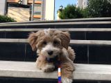 Red Safkan F1 Pasaportlu Aşılı Maltipoo Yavru