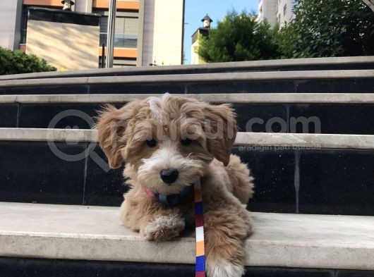 Red Safkan F1 Pasaportlu Aşılı Maltipoo Yavru görsel