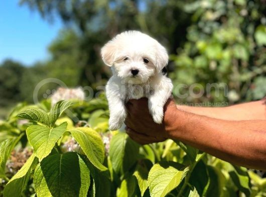 Yavru Maltese Terrier görsel