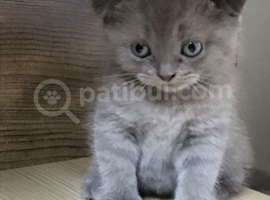 2,5 Aylık Erkek Scotish Fold