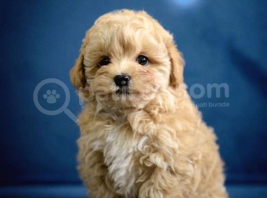 Irk Ve Sağlık Garantili Maltipoo Yavrularımız