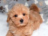 Safkan F2 Maltipoo Yavrularımız