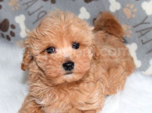 Safkan F2 Maltipoo Yavrularımız