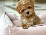 Irkinin En İyi Maltipoo Yavruları