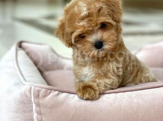 Irkinin En İyi Maltipoo Yavruları görsel